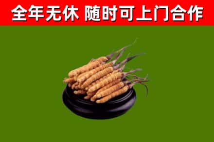 兴山回收散虫草